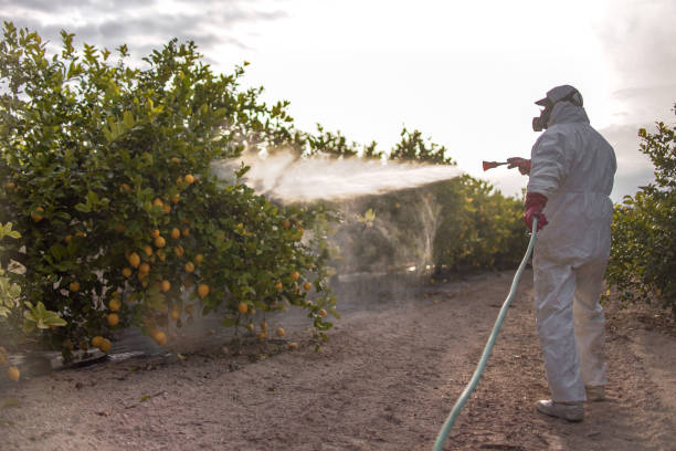 Best Exterminator Services  in Plainview, MN